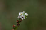 Salt heliotrope